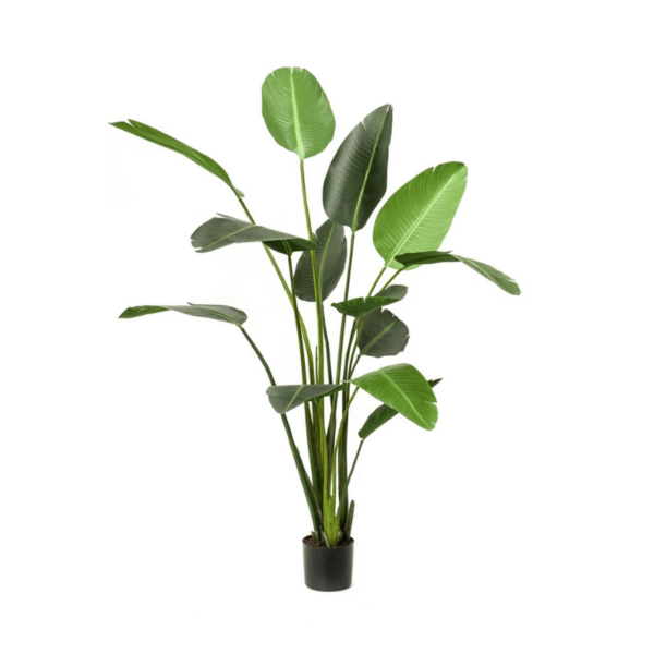 kunstpuu strelitzia h180 230