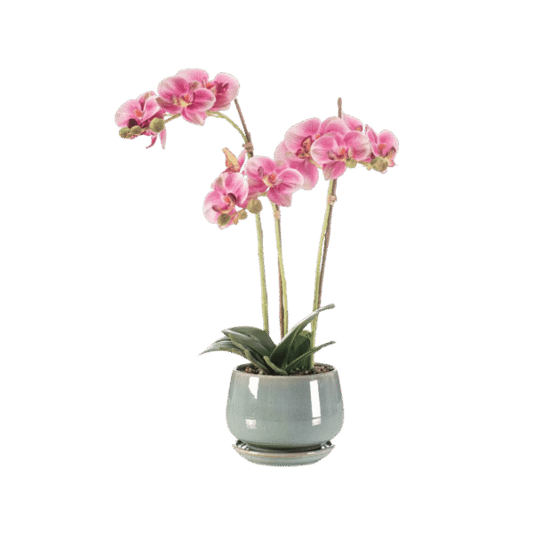 orhidee roosa heledas potis 43cm